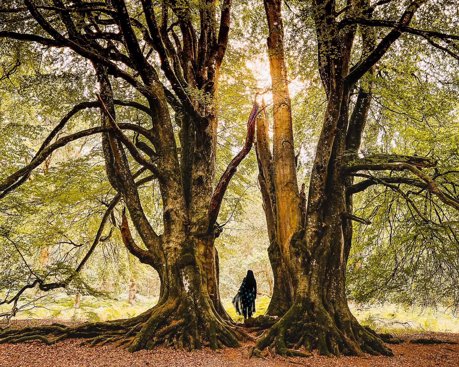 Outlander Witness Trees Scotland Kinclaven Bluebell Wood